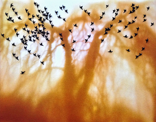 Black Birds fly from yellow willow, 40x50cm, pigment print and black paper, 2015, Nr 1 von 10_net.jpg