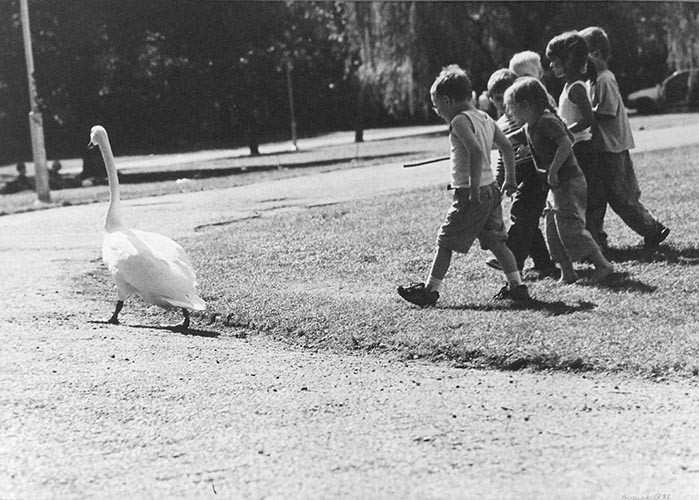 Schwan und Kinder | analoges Foto / Handabzug S/W | 1998 | Halle