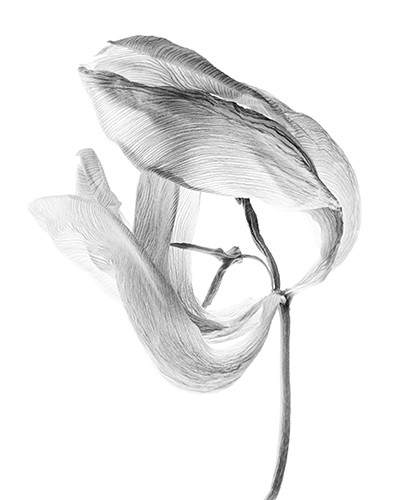 Tulpe 2, Fiber-Based-Fine Art Print , 42x57 cm, 2012