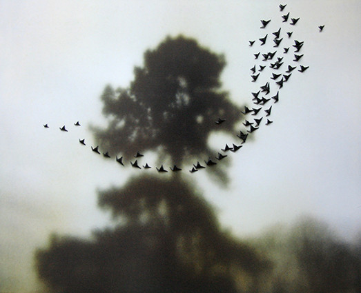 Black Birds in front of green pine, 40x50 cm, pigment print and black paper,Foto 2011 Print 2015