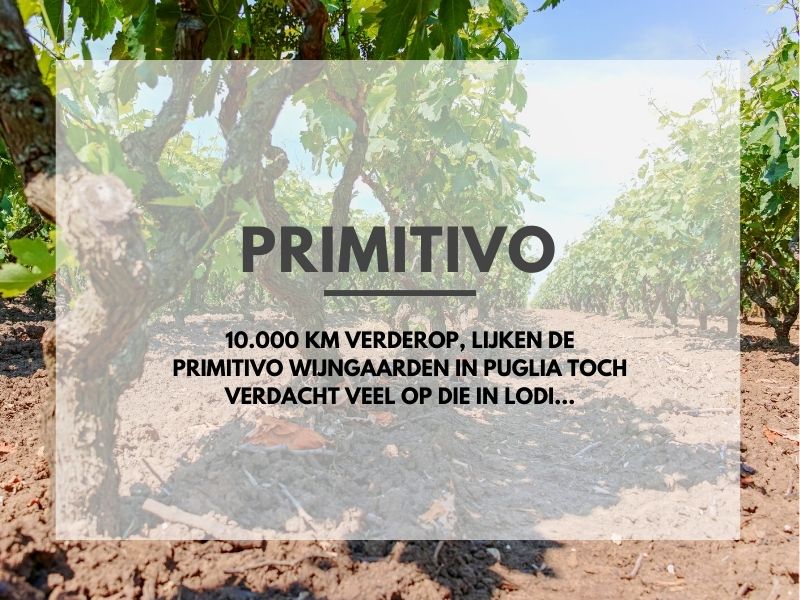 Wat is Zinfandel? Wijn Guide 101 + Infographic Wijn Wine Wein