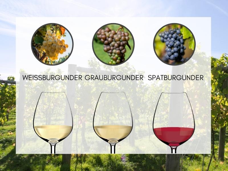 Wat is Weissburgunder? Wijn Guide 101 Wijn Wine Wein
