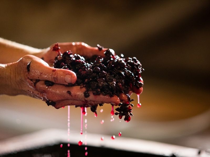Wijn Wetenschap wat is Tannine in Wijn? Wijn Wine Wein Wijn Wetenschap wat is Tannine in Wijn? Wijn Wine Wein