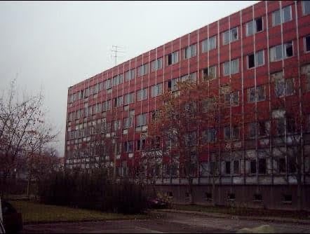 Roter Ochse