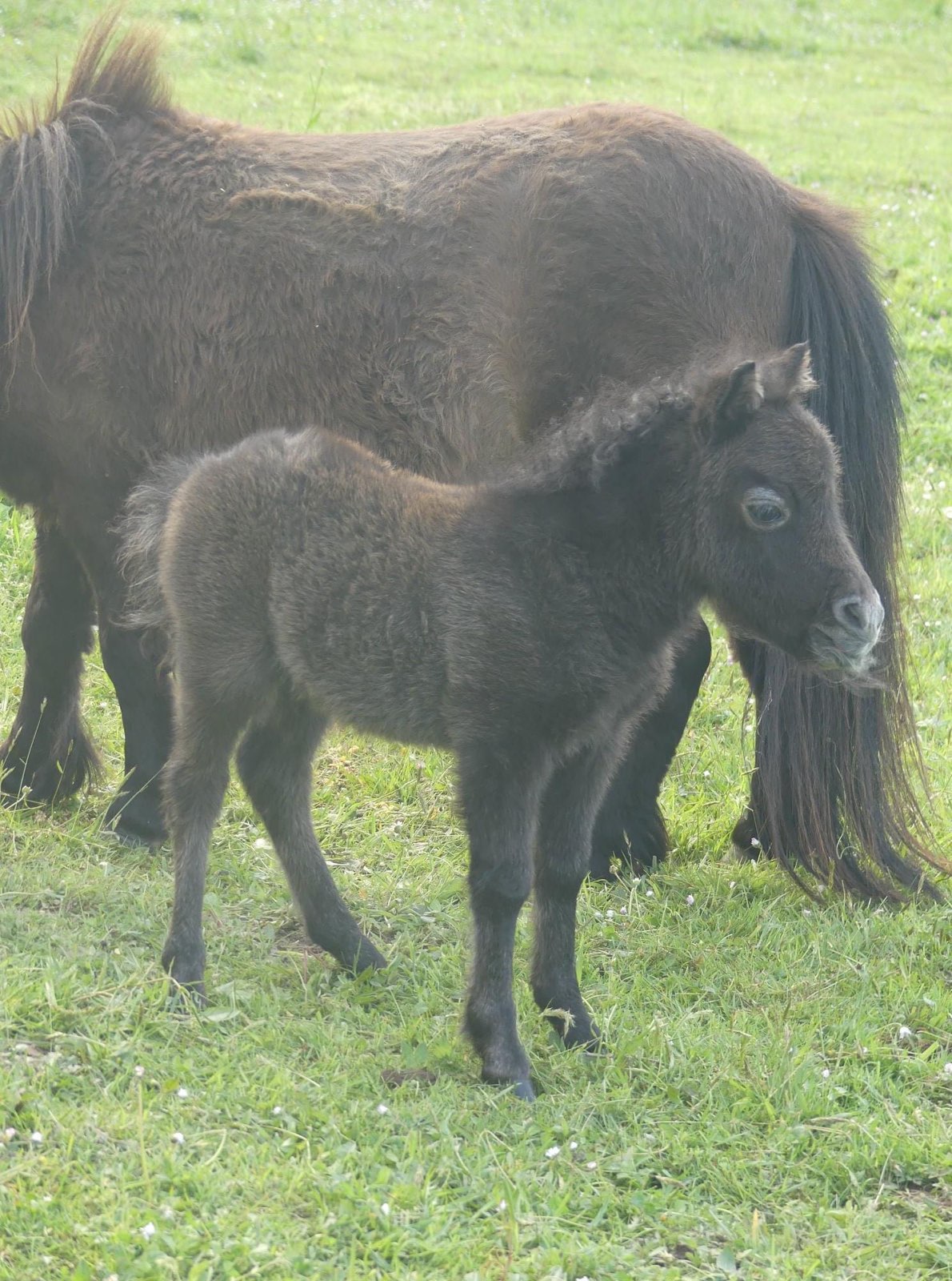 Kaly de Praveline, mini shetland pp de 75cm