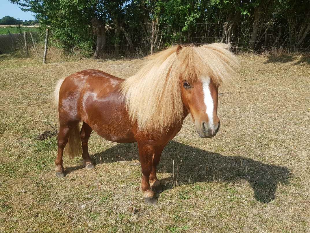 Gandhi, Etalon shetland onc