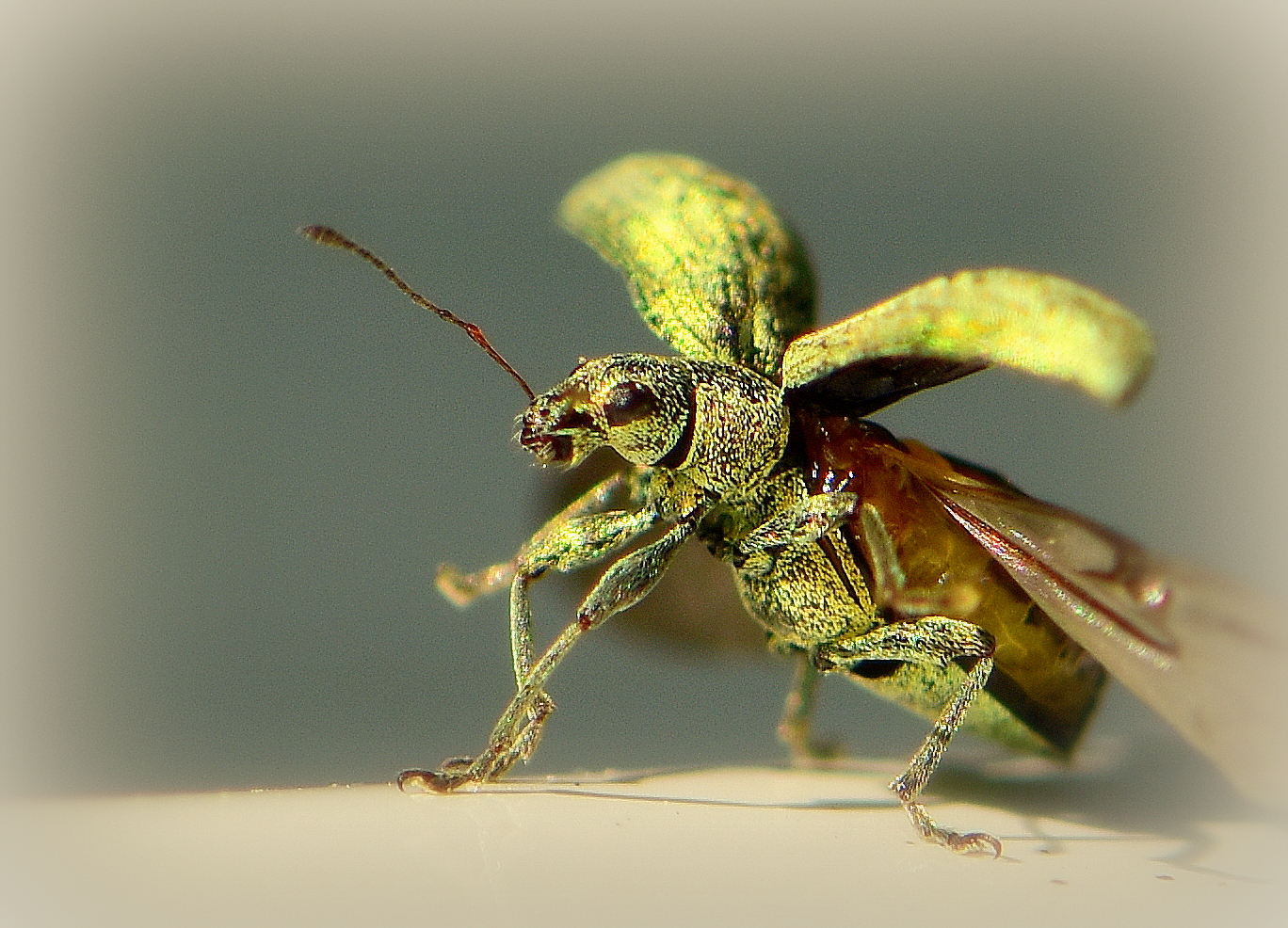 Kleine Wunderwesen: Ein Vortrag über die faszinierende Welt der Insekten
