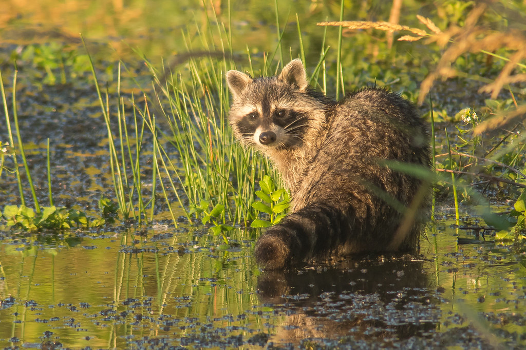 Vortrag: Der Waschbär und seine Rolle als Prädator