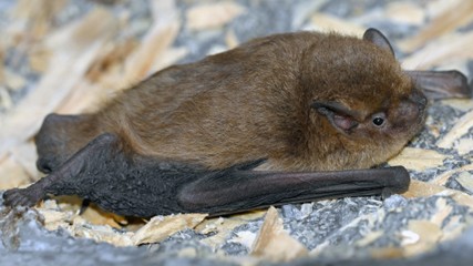 Foto: Hans Schwarting/NABU-naturgucker.de