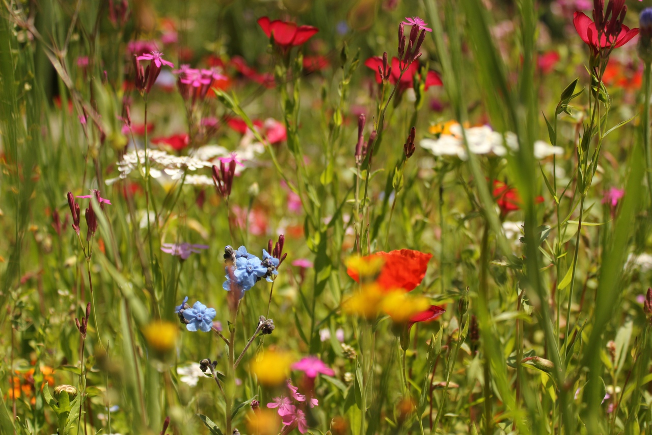 Blumenwiese Aschauer