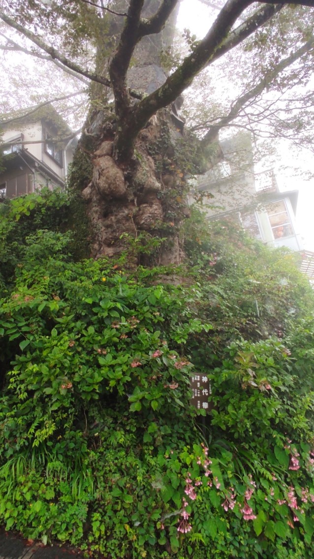 神代ケヤキ　国指定天然記念物　幹囲8.2m、樹高約30mの巨木で日本武尊が東征の際に植えたという伝説