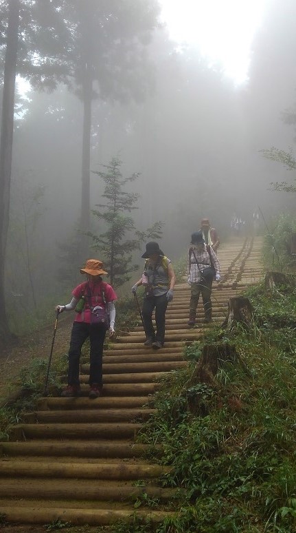 霧の杉木立の中　長い長い階段