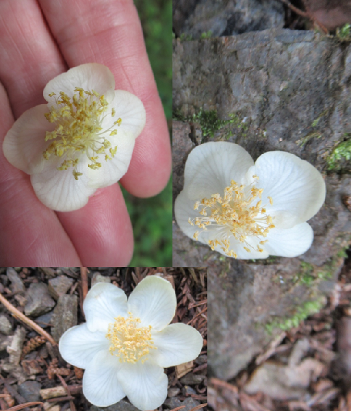 山道に可愛い白い花　花の木が見つからない