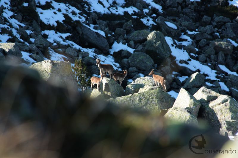 Découvrir la faune de montagne - Doriane GAUTIER, Couserando - Guzet Ariège Pyrénées