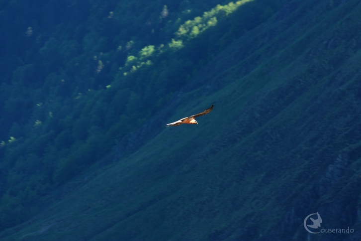 Gypaète barbu - Doriane GAUTIER, Couserando - Randonnée Nature Ariège Pyrénées