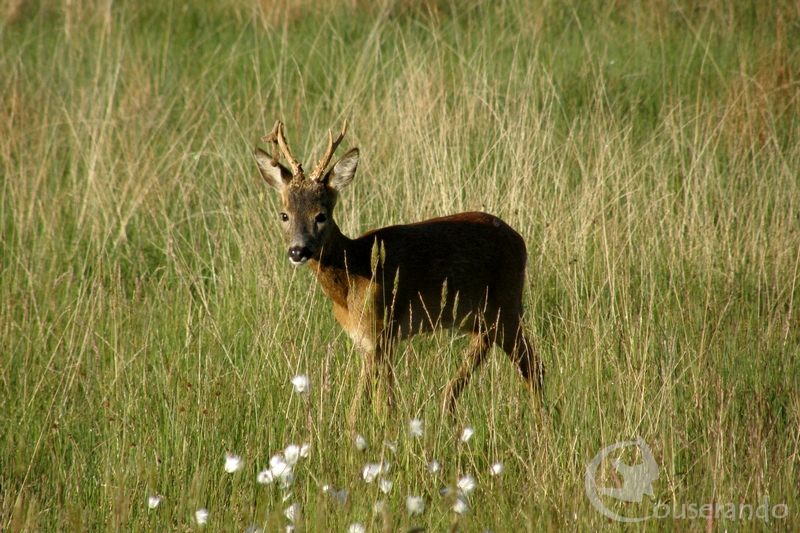 Programme 2025 des randonnées Nature en Ariège