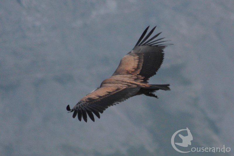 Stage d'initiation à l'ornithologie montagnarde