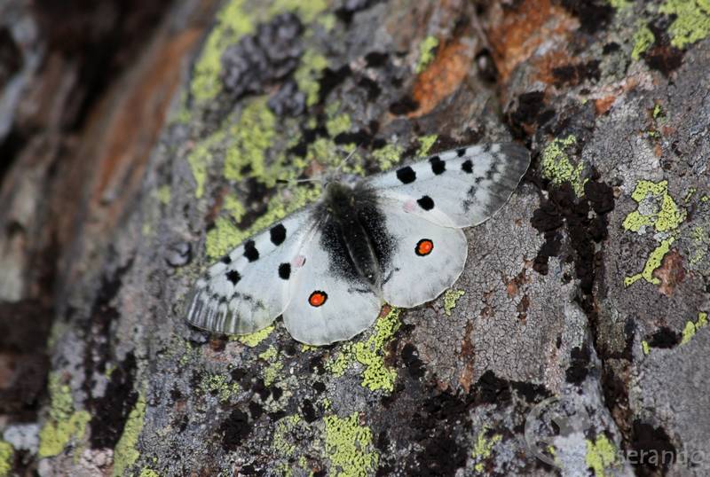 Apollon - Doriane GAUTIER, Couserando - Ariège Pyrénées