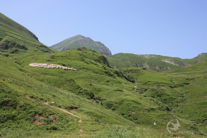 Transhumance des brebis - Doriane GAUTIER, Couserando - Ariège Pyrénées