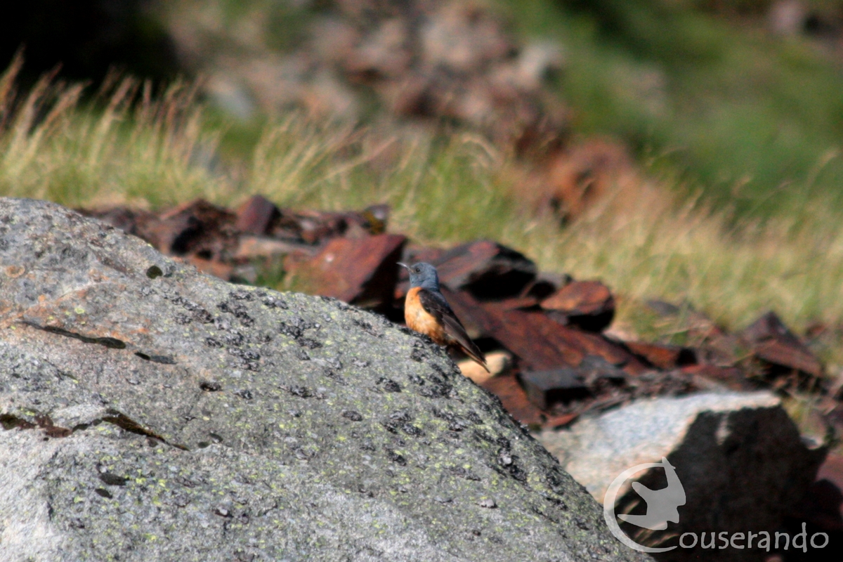 Stage d'initiation à l'ornithologie montagnarde, nouvelles dates 2026 !