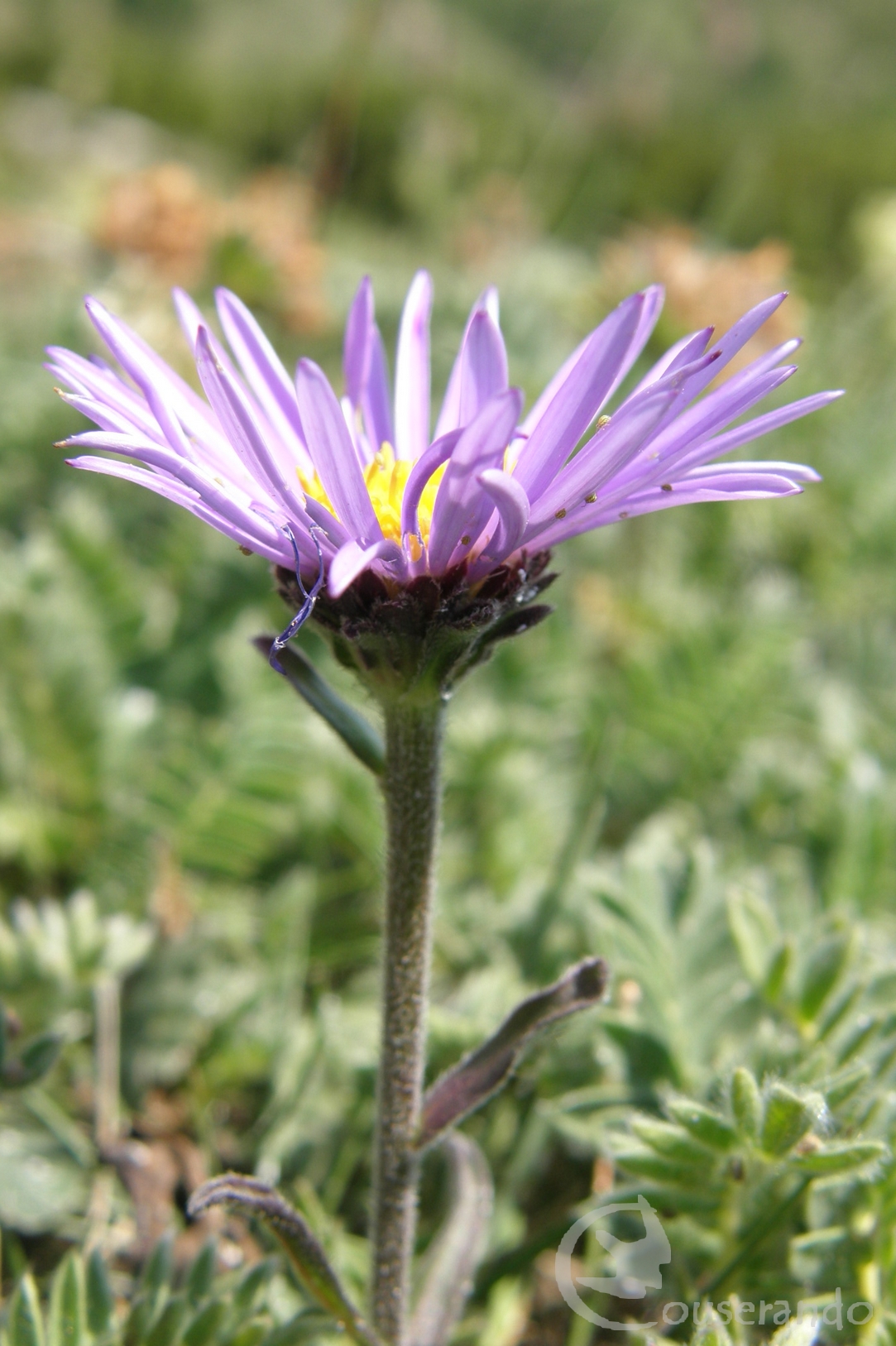 Aster des Alpes  - Doriane GAUTIER, Couserando - Ariège Pyrénées