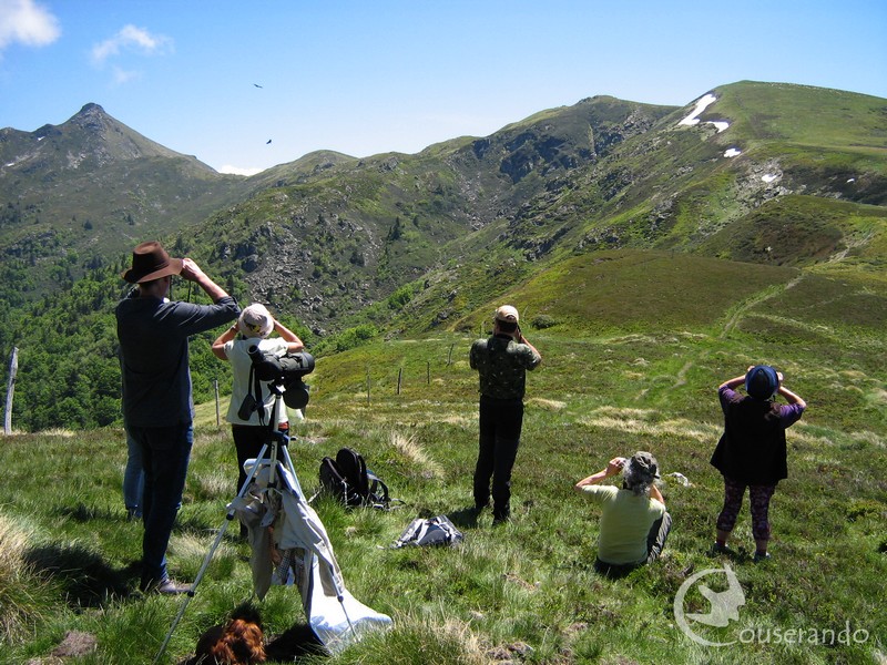 Observation des oiseaux - Doriane GAUTIER, Couserando - Randonnées Nature Ariège Pyrénées