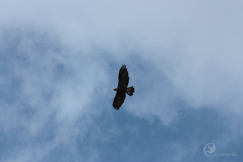 Eté 2022, les journées de découverte des oiseaux en montagne - Ariège