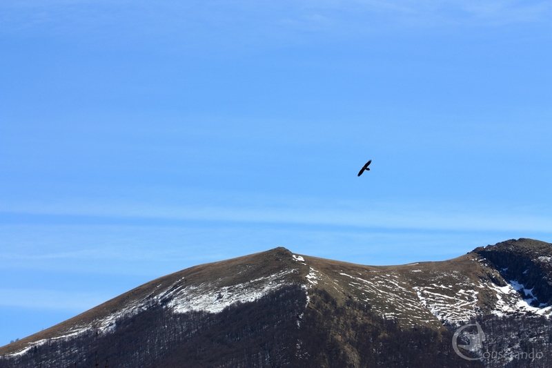Majestueuse silhouette du Gypaète barbu - Doriane GAUTIER, Couserando - Randonnées Nature Ariège Pyrénées