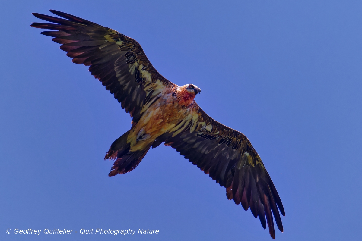 Stage d'initiation à l'ornithologie montagnarde, nouvelles dates 2025 !