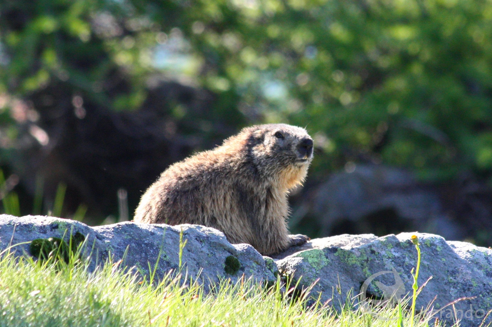 Marmotte  - Doriane GAUTIER, Couserando - Ariège Pyrénées