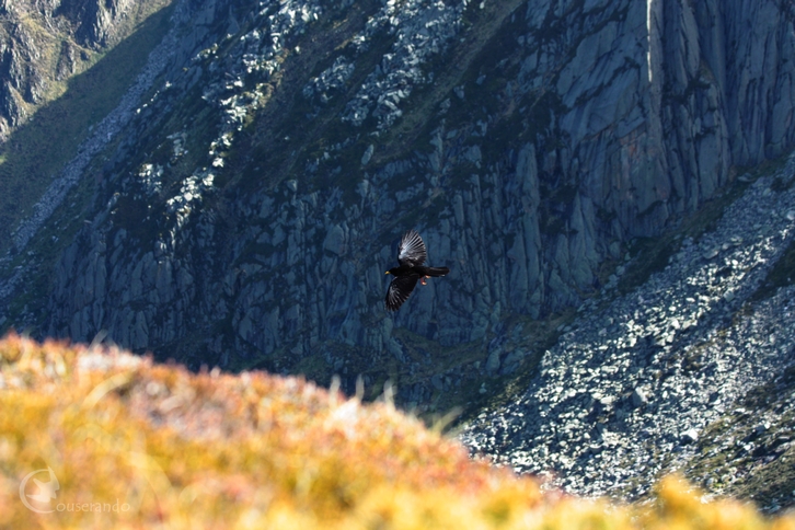 Chocard à bec jaune -  Doriane GAUTIER, Couserando - Randonnée Nature Ariège Pyrénées