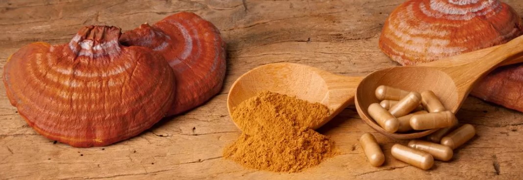 Vitalpilze - kennst Du ihre positiven Eigenschaften? z.B. Reishi
