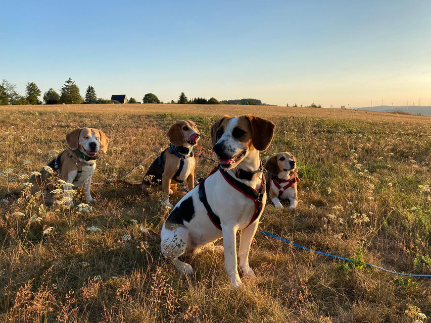 vier Hunde sitzen auf dem Feld
