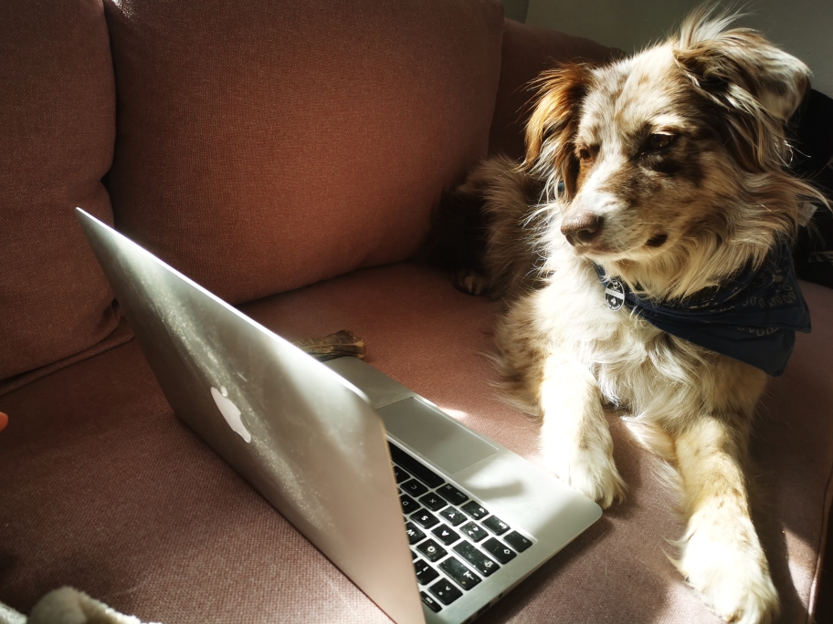 Hund sitzt vor dem Laptop