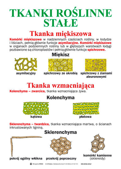 porównanie komórki roślinnej i zwierzęcej - Strona internetowa chemologia!