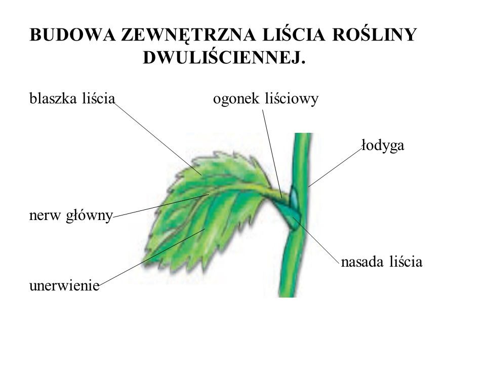 Zaznacz Odpowiedź W Której Wymieniono Nazwy Roślin O Liściach Złożonych porównanie komórki roślinnej i zwierzęcej - Strona internetowa chemologia!