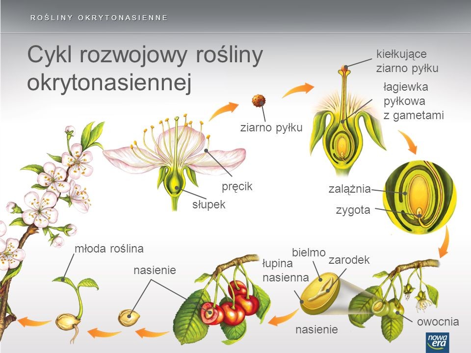 Porównanie Komórki Roślinnej I Zwierzęcej porównanie komórki roślinnej i zwierzęcej - Strona internetowa chemologia!