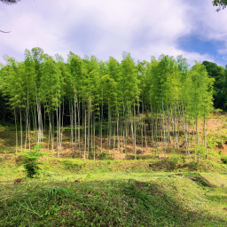竹林の整備