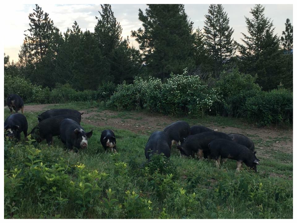Registered Berkshires Sheppard Ranch