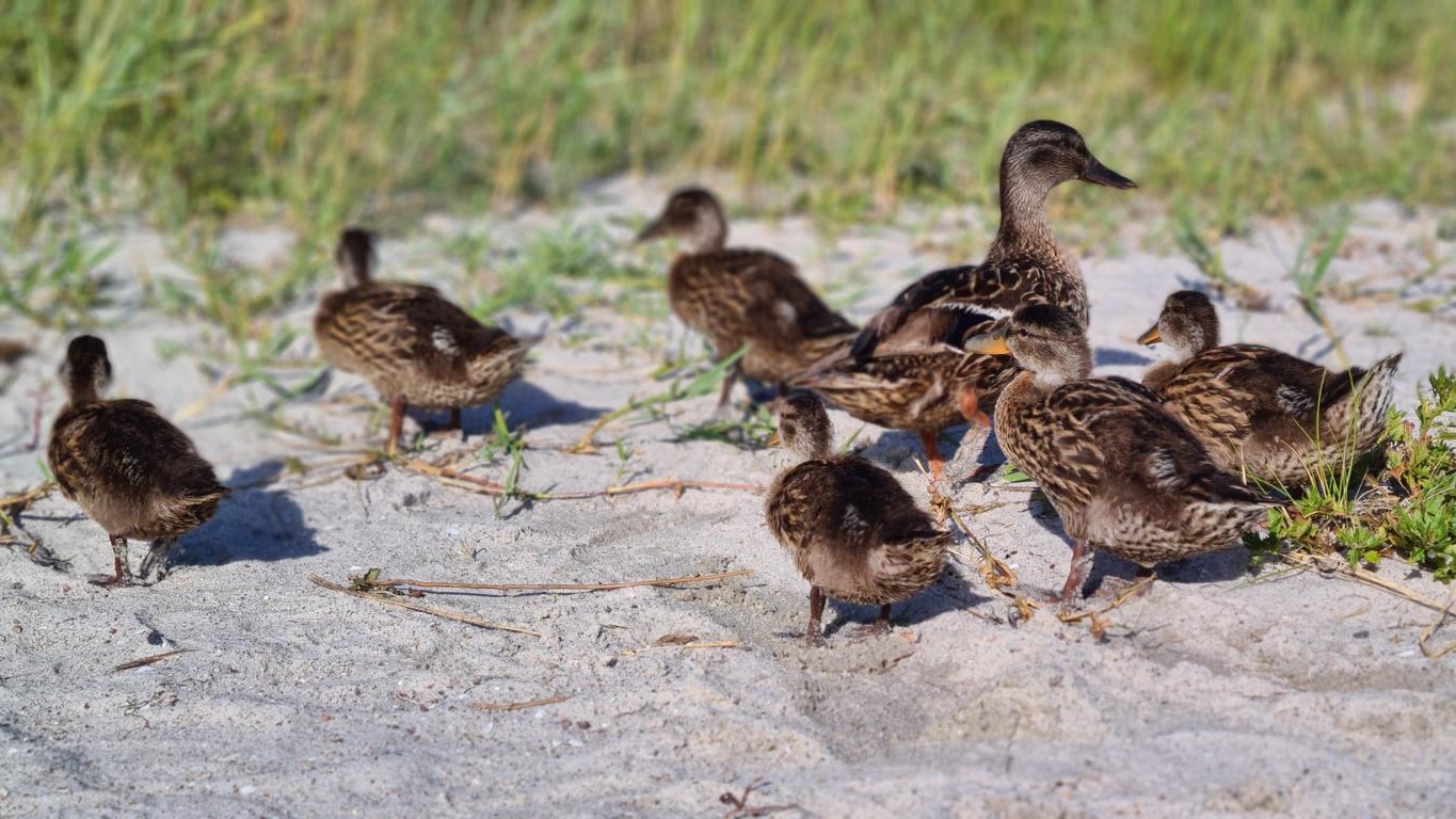 Enten, Schwäne und mehr gibt es zahlreich am Binnensee zu beobachten