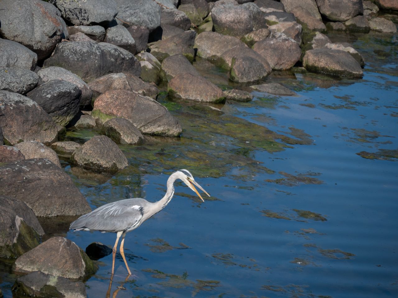 zahlreiche Vögel fühlen sich wohl in der Natur