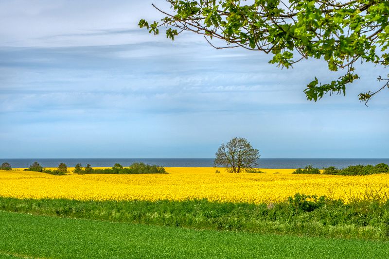Rapsblüte im Frühjahr