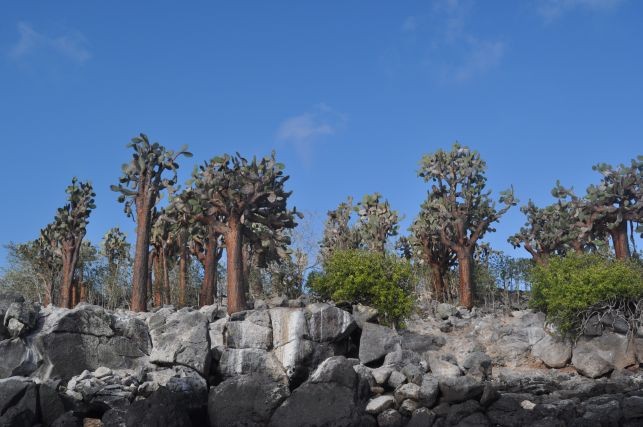 die Vegetation ist von Kakteen bestimmt