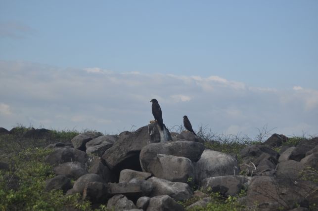 der Galapagosfalke, das groesste Raubtier an Land...