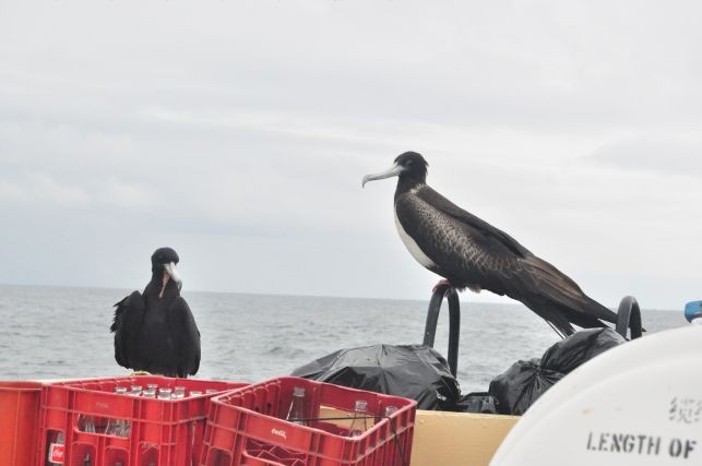 die Fregattenvoegel haben sich auch per Freifahrt mit uns an Deck aufgehalten