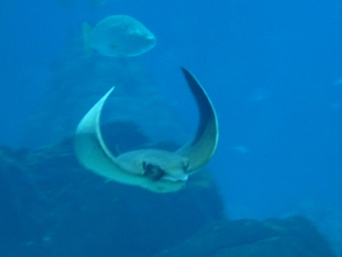 Der Rochen schwebt majestätisch rum im Aquarium von Lissabon
