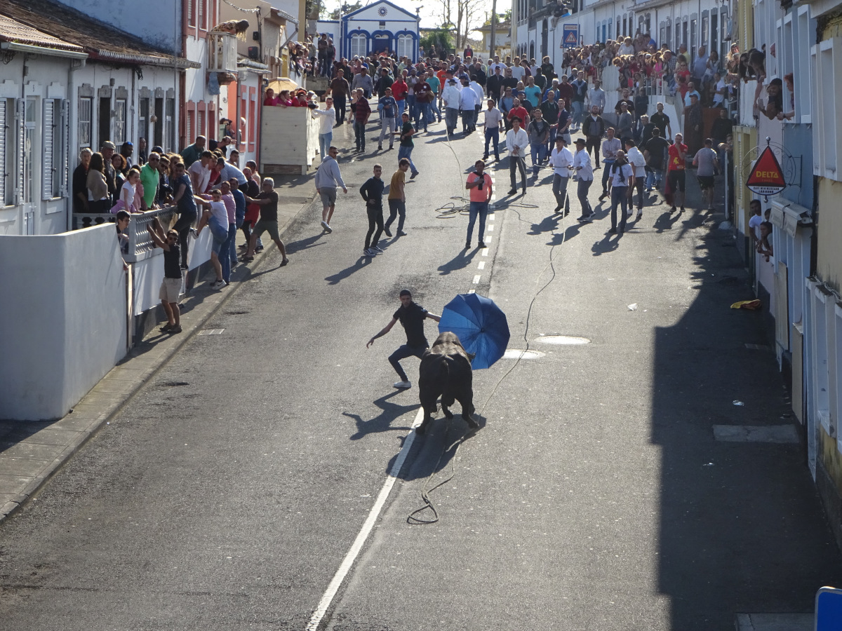 Tradition auf Terceira: Spiel mit dem Bullen