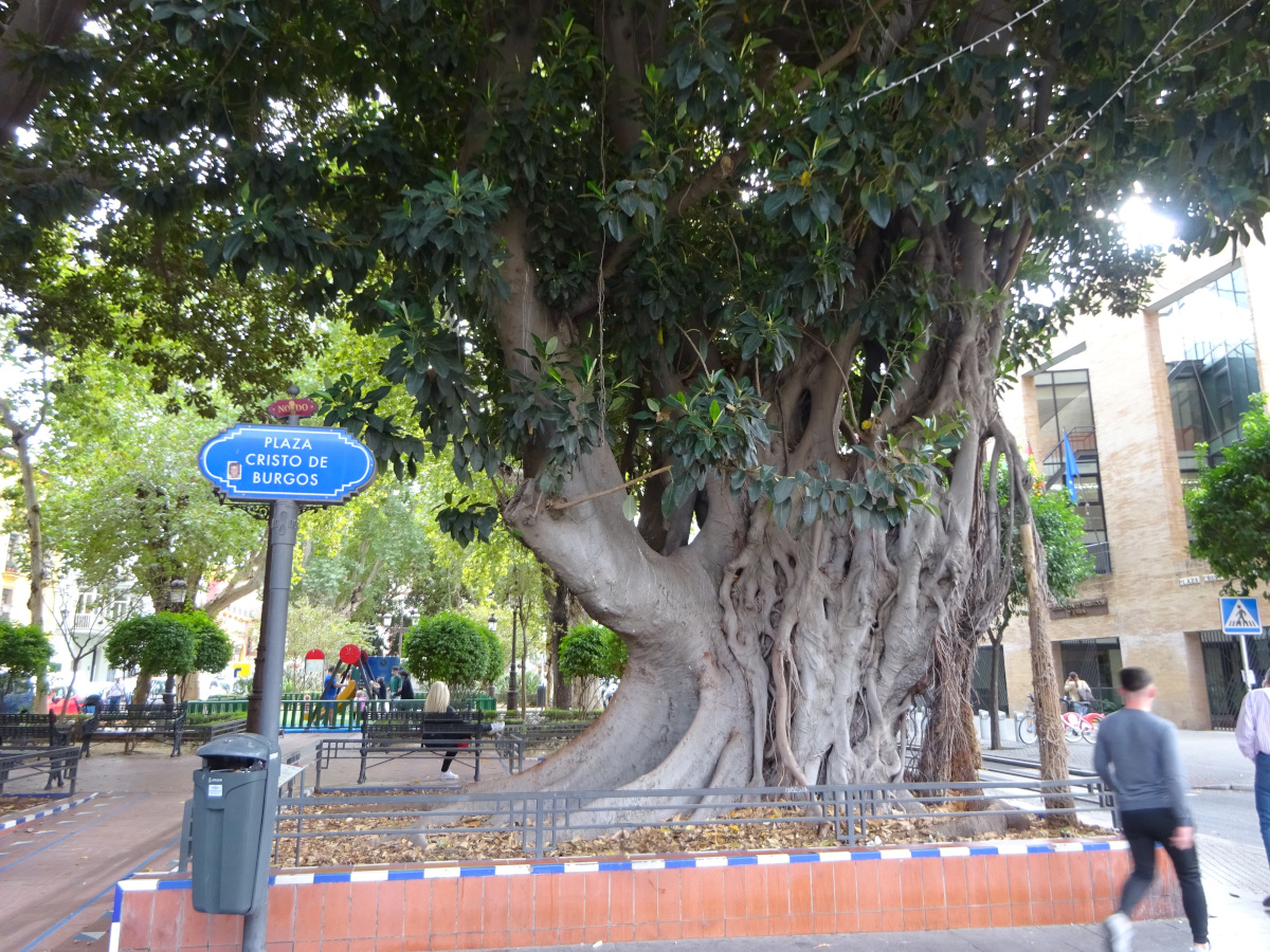Ein riesiger Baum mitten in Sevilla