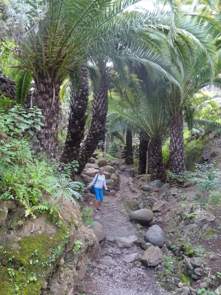 Der Drachenbaumpark hat auch schöne Palmen zu bieten
