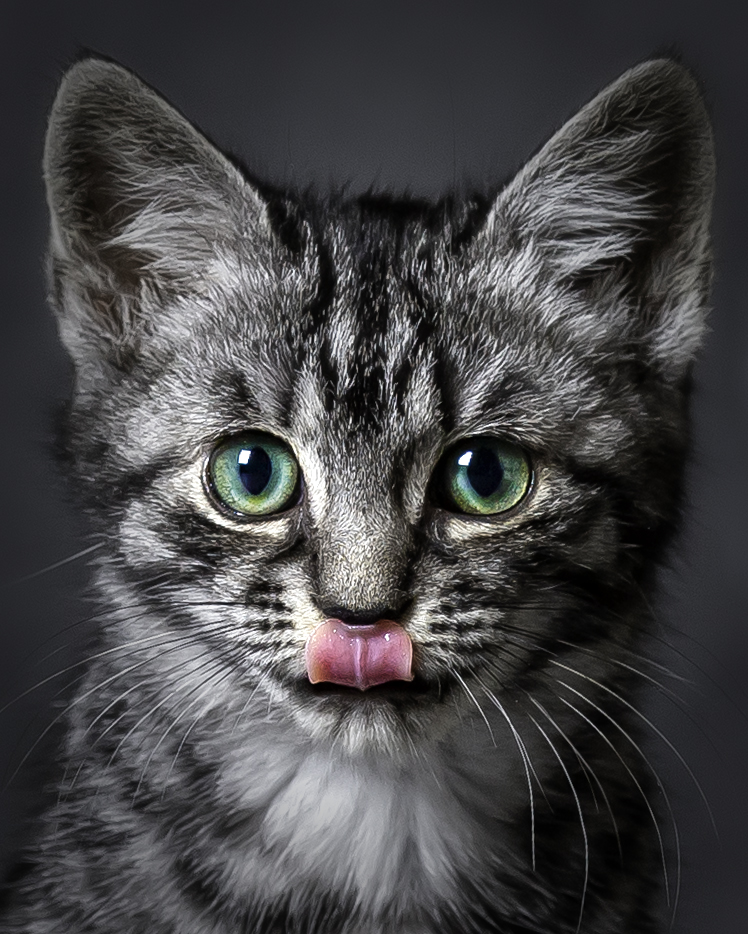 Katzen Portrait